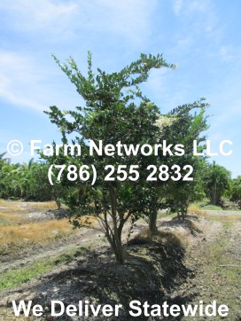 Florida-Plant-Exporters-Field Grown Ligustrum 04