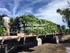 Florida-Plant-Exporters-Palm Beach-Clusia