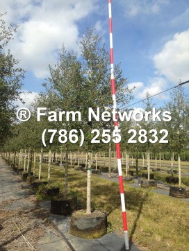 Florida-Plant-Nursery-quercus-virginiana-live-oak