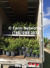 Homestead Florida Foliage Plant Exporters, Farm Networks LLC