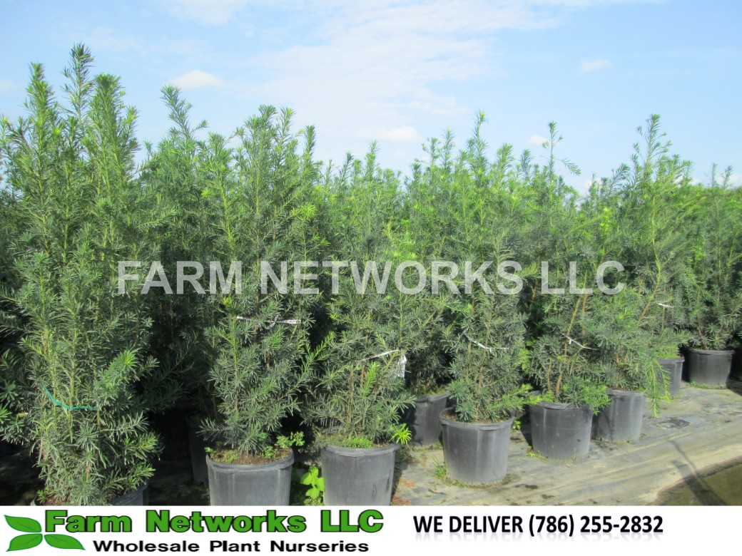 Podocarpus Hedge for Sale-Aventura
