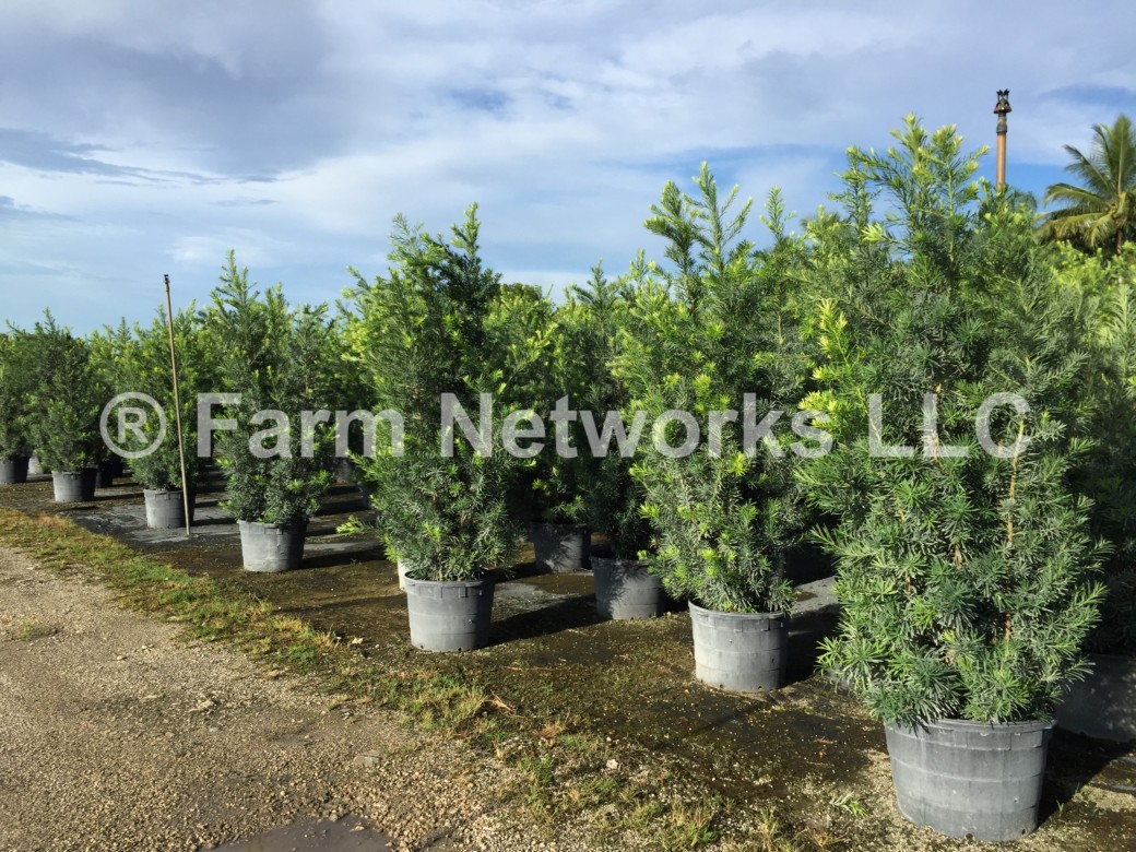 Podocarpus Hedge for Sale-Jupiter