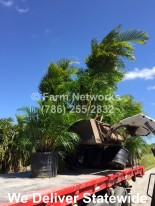 South-Florida-Plant-Nursery-Areca-Palm-Tree-Naples,FL