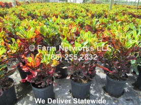 South-Florida-Plant-Nursery-Croton Mammy