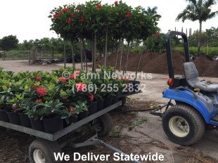West-Palm-Beach-Plant-Nursery-plant nursery